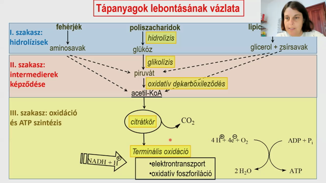 Biokemia_13.mp4